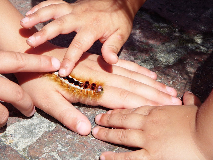 Hands with a furry caterpillar on it